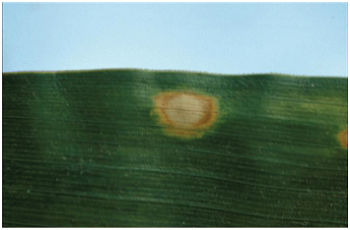 Figure 1. Holcus leaf spot lesion with a distinctive halo. Photo courtesy of the University of Illinois.